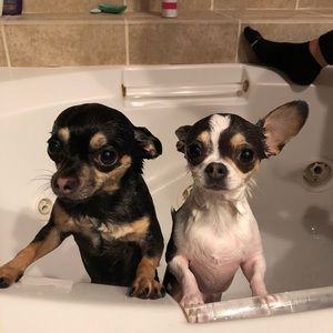 Meet your Posher, Richard